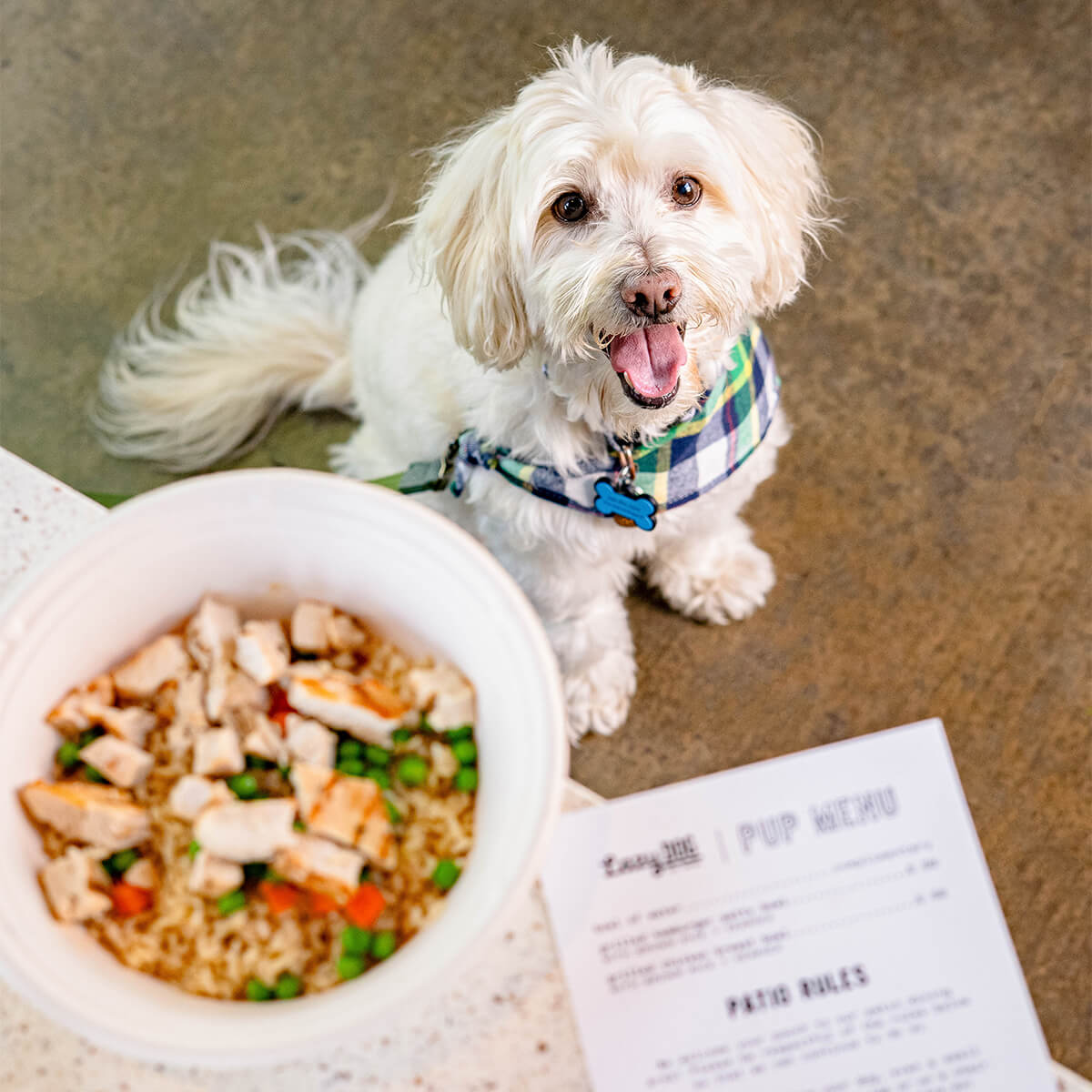 Tips for Visiting a Dog-Friendly Patio