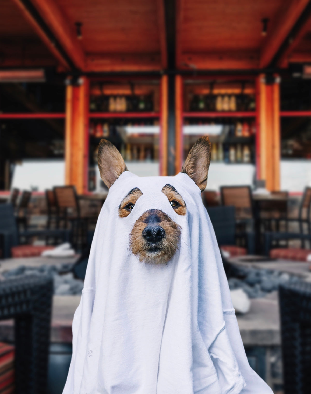 A small dog standing in a restaurant patio setting, covered by a white sheet that is styled to look like a ghost, with the dog's face and ears visible above it.